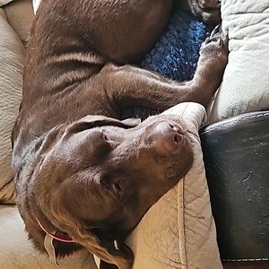 Meet your Posher, Brandi